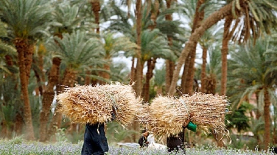 egypt ag