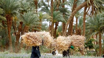 Egypt agricultural bank launches Islamic services