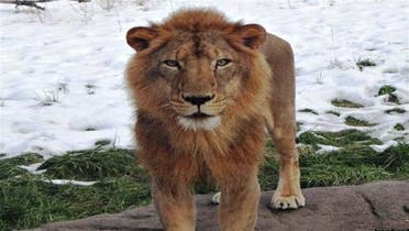 Simba will live with the Detroit Zoo’s other lions in the remodeled 7,500-square-foot habitat. (Courtesy: Detroit Zoo)