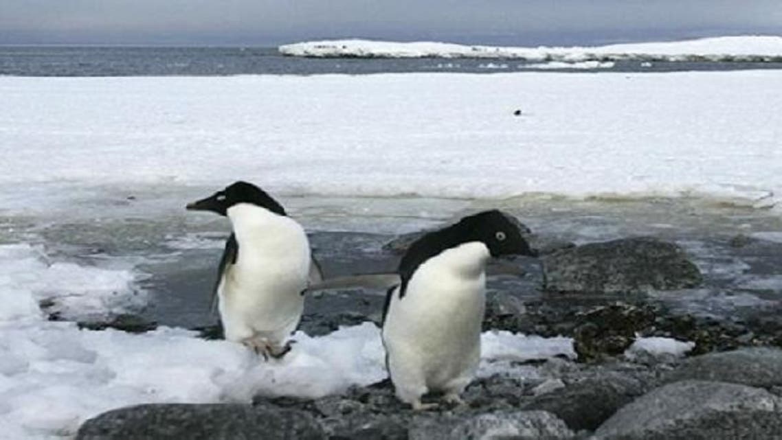 The expedition team stress the need to protect the “Antarctic from all sorts of damage that may be caused by human activity.” (Reuters)