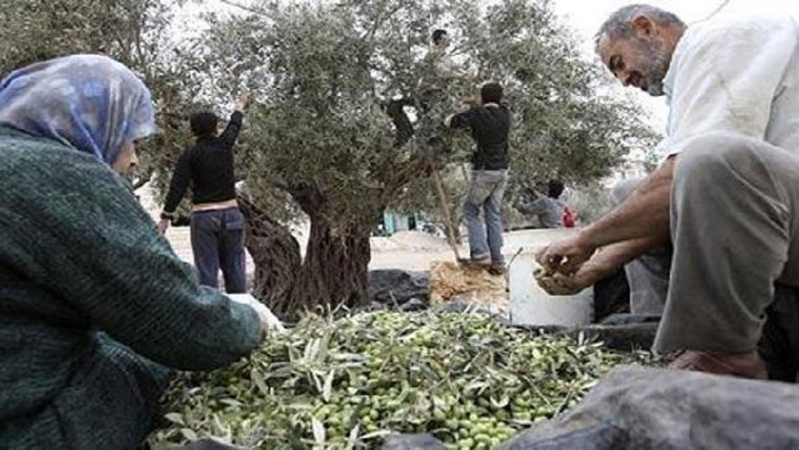 Organic farming has grown into a thriving business since it was first introduced in the West Bank in 2004. Now, at least $5 million worth of organic olive oil is exported annually. (Reuters)