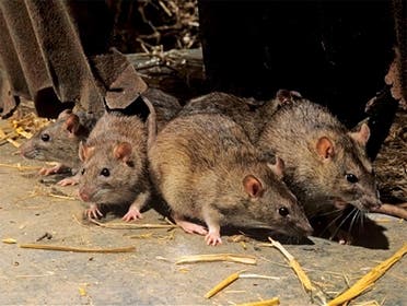 mice