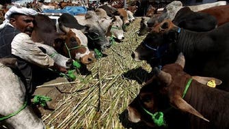 Sanaa livestock market sales are slow ahead of Eid al-Adha
