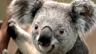 Australian researchers to test koala ‘facial recognition’