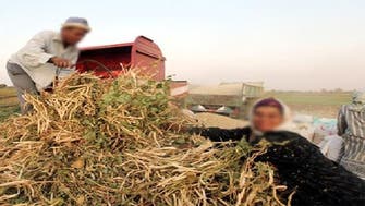 زوجتان لكل مزارعقرض بنكي لحل العنوسة في مصر