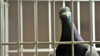 Stop the pigeon Egypt police sends bird to criminal investigation department