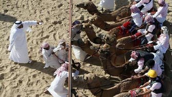 Animal racing underway at Al Dhafra Festival in UAE