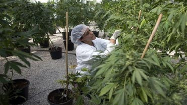 Israel’s health ministry is considering the distribution of medical marijuana through pharmacies beginning next year, a step taken by only a few countries. (AFP)