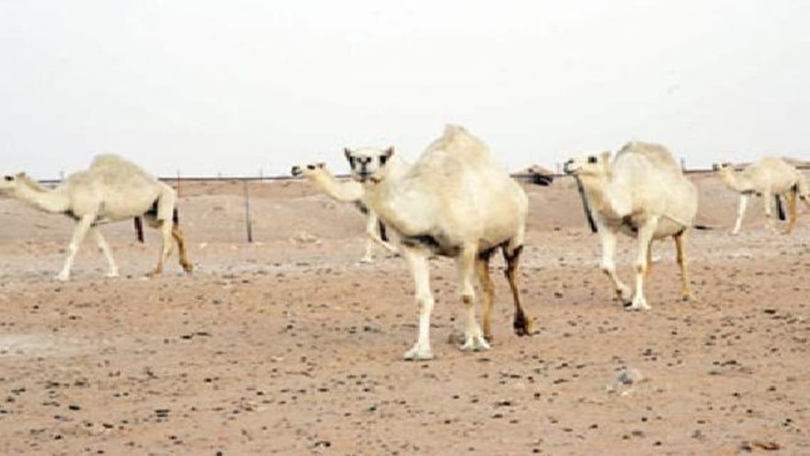 بهيمة الانعام مثل الغنم والبقر والابل