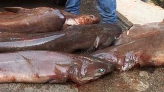 Lebanese fishermen cash in big bucks on shark fishing