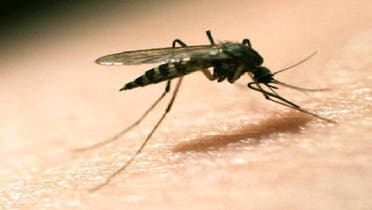 سلالة فتاكة من البعوض تنشر الملاريا بإفريقيا