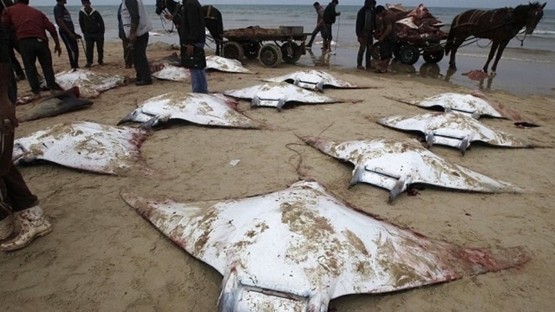 An unsettling number of Mobula Ray fish were found beached on the shores of Gaza City. (AFP)