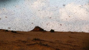 Egypt says at least 30 million locusts invaded the country from Sudan. (Reuters)