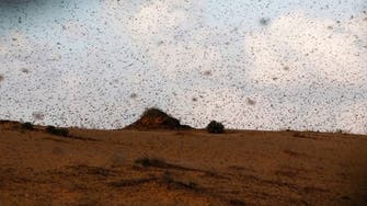 Tweeps blame Egypt’s Muslim Brotherhood for ‘curse of locusts’ 