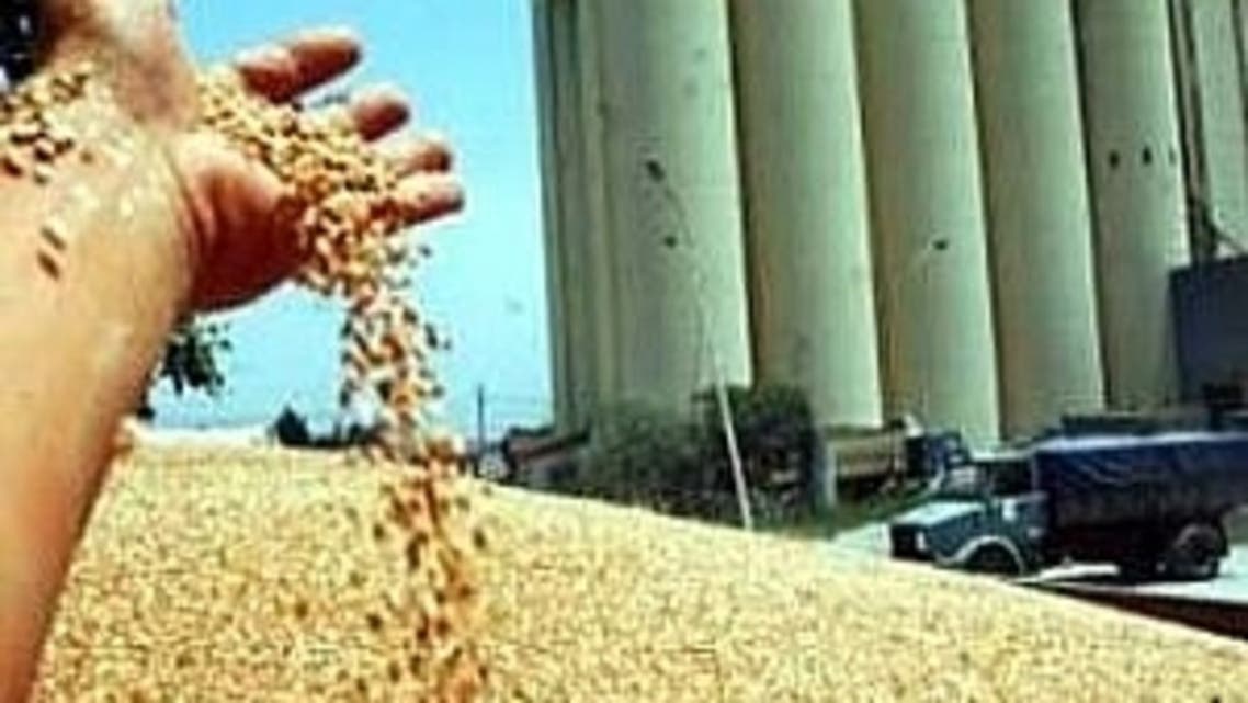 قمح 2