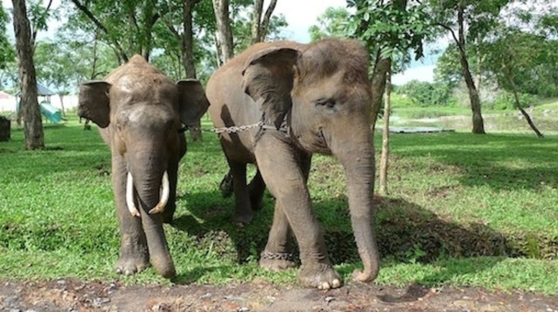 elephant Indonesia