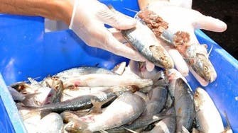 إتلاف 3825 كلغ من الأسماك الفاسدة خلال شهر في أسواق جدة