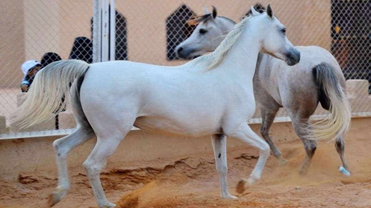 جمال الخيول العربية الأصيلة يلفت أنظار زوار الجنادرية