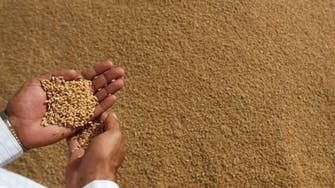 UAE-Egypt alliance expands to desert wheat venture