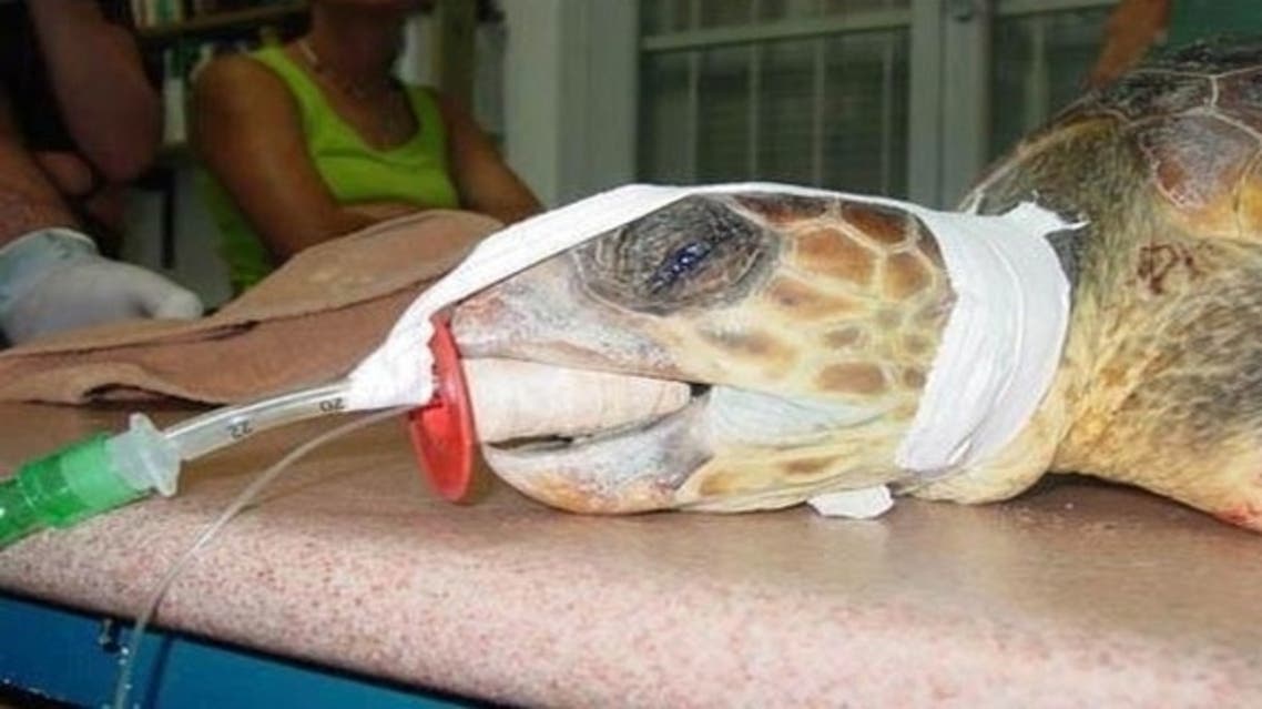 Egypt Turtle