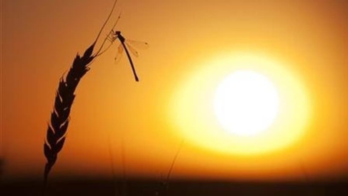 Wheat Reuters