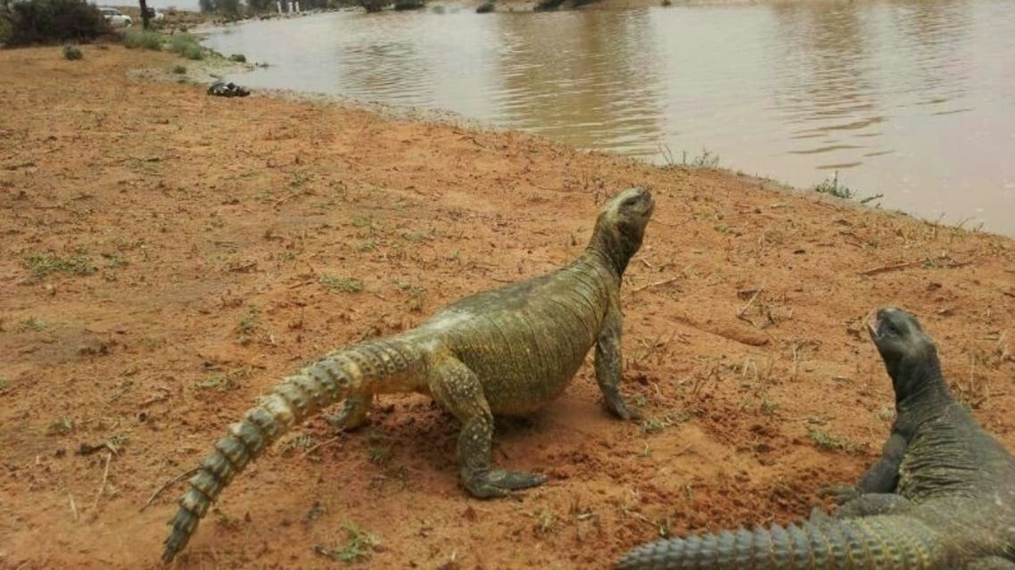 حيوان الضب في السعودية