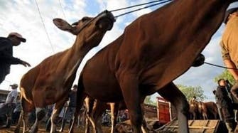 Australia halts cattle exports to Egypt