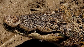 Sunbathing crocodile shocks Indonesian beachgoers 