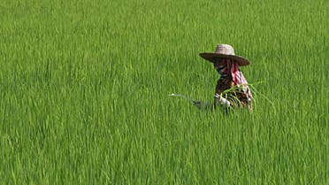 A Thai farmer cuts grass at her rice field. Iraq has purchased 150,000 tonnes of rice from Thailand. (File photo: AP)
