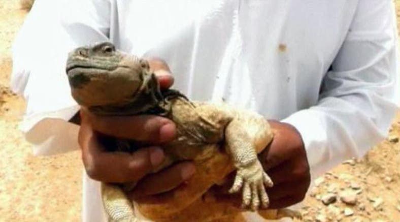 Lizard hunt season begins in Saudi Arabia - Al Arabiya English