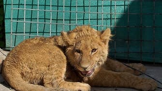 The $20,000 pet lion that lives on a Kabul rooftop 