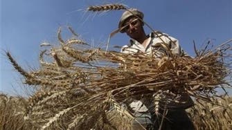 Egypt purchased 3.96m tonnes of local wheat this harvest, says minister