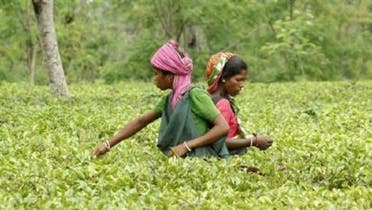 Tea garden workers pluck tea leaves at the Durgabari tea garden estate on the outskirts of Agartala in this May 21, 2007 file photo. (Reuters)