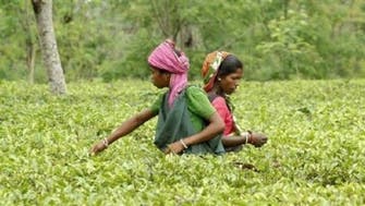India’s tea sales to Iran surge despite sanctions