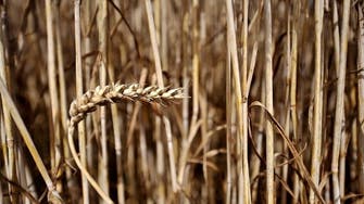 Iraq issues tender to buy minimum 50,000 tons of wheat
