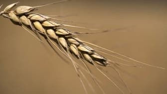 Gene discoveries may aid fight against wheat disease 