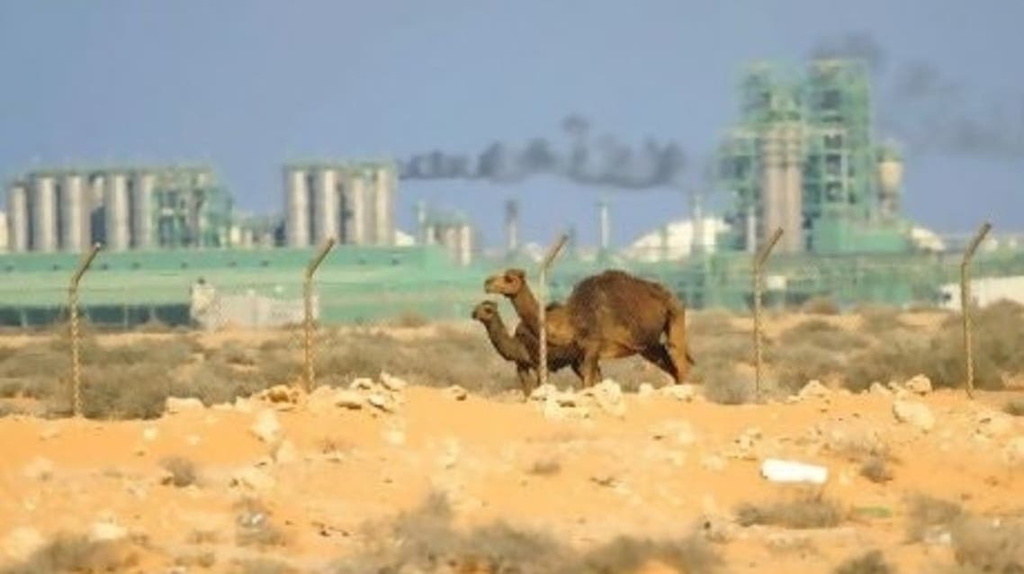 camel
