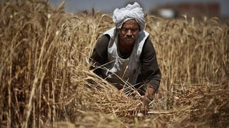 Egypt has less than 2 months imported wheat left, says ex-minister