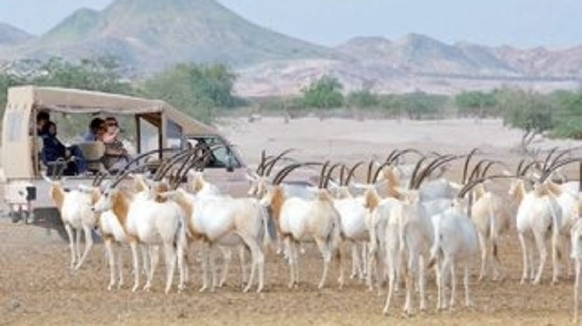 جزيرة بني ياس