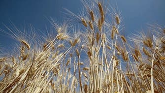 Syria’s Hoboob says sells 200,000 tons wheat to Iraq