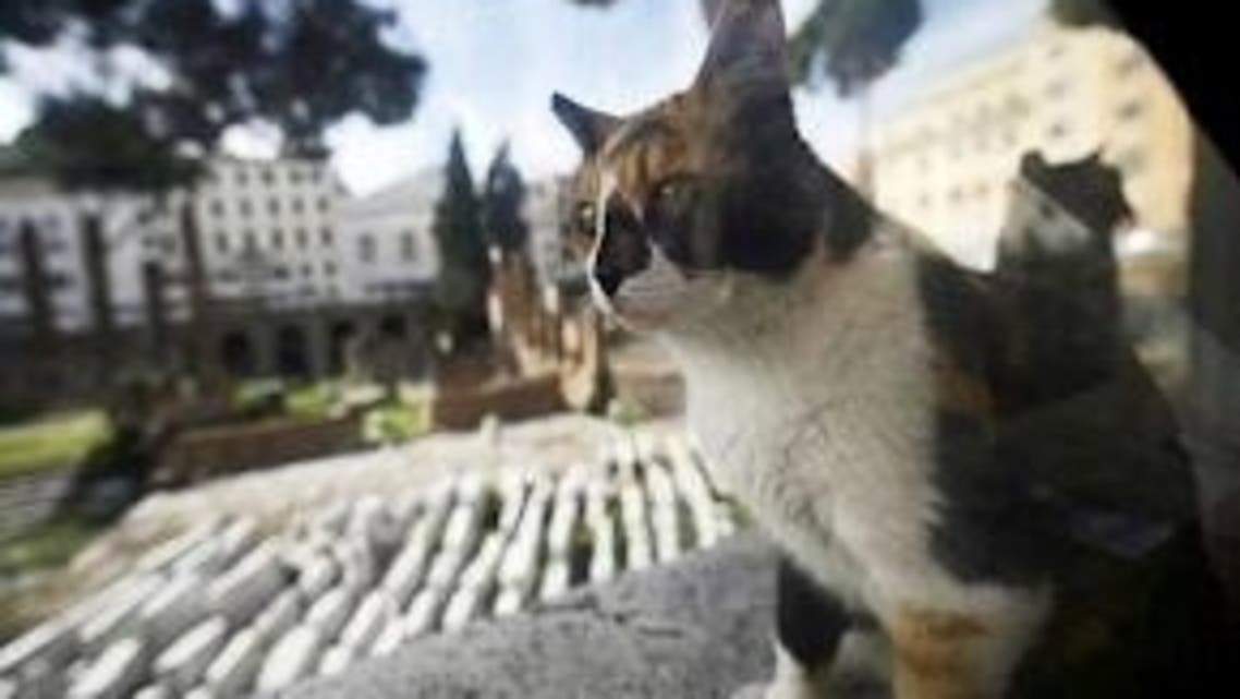 stray cat afp