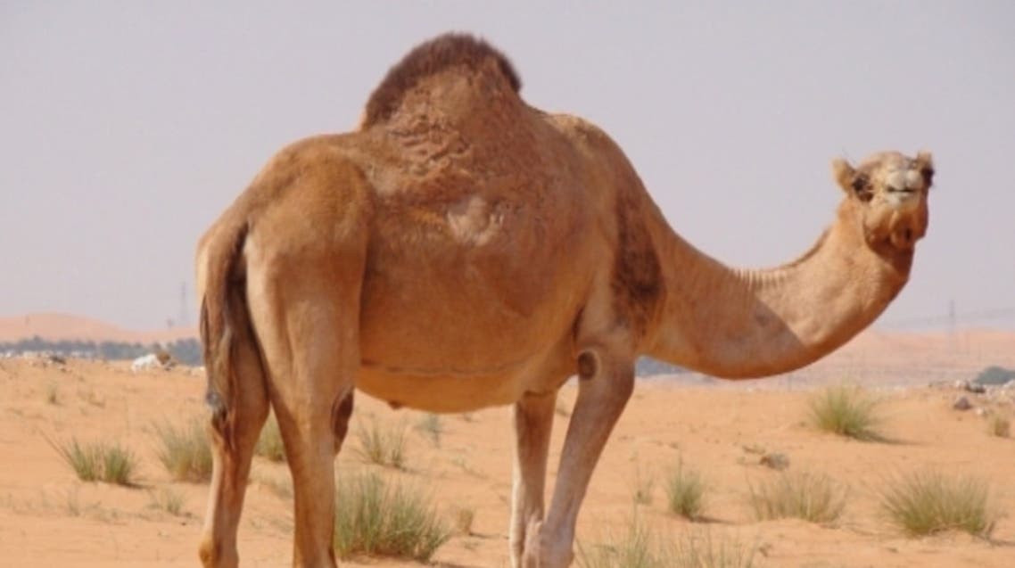 جمل