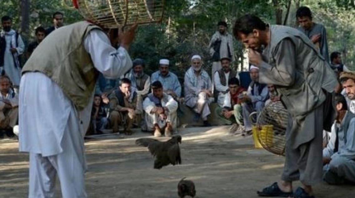 Bird fighting