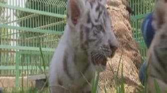 Rare white tiger born in Baghdad zoo makes its first appearance