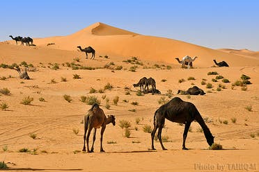 Dr Ulrich Wernery, a veterinary microbiologist in Dubai and head of the emirate’s Central Veterinary Research Laboratory, said many camels have died due to the ingestion of plastic that has amassed over time in their digestive tracts.(Stock photo)