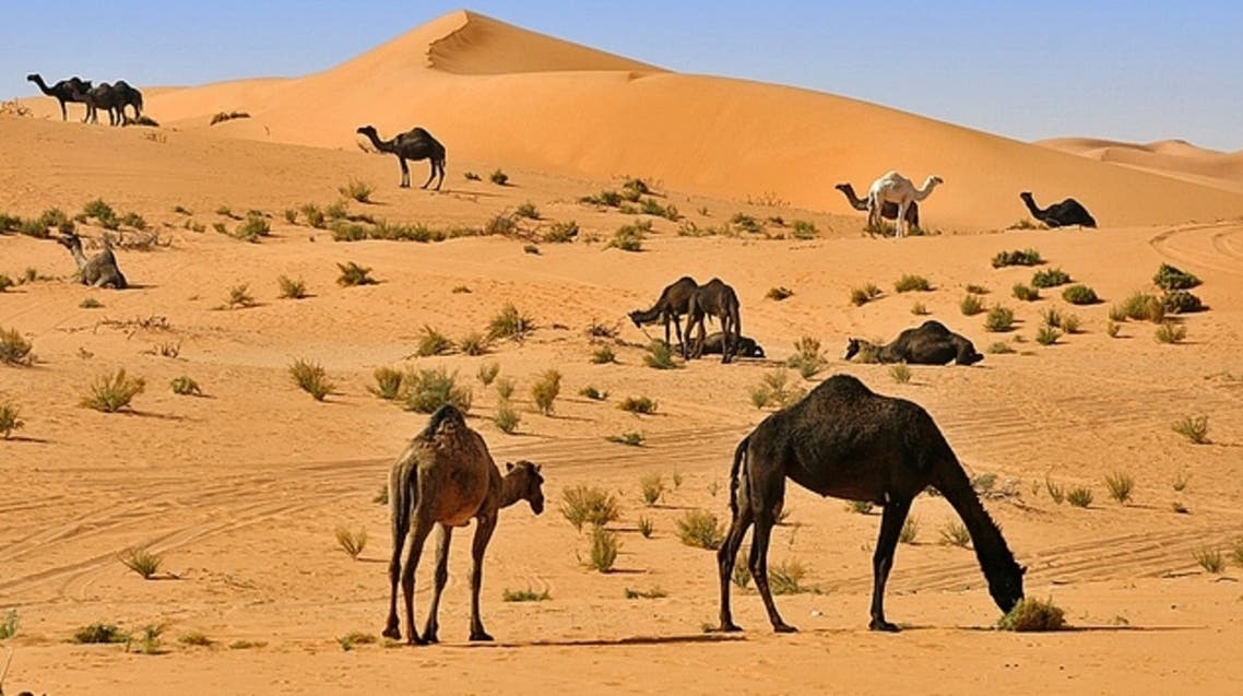 camels