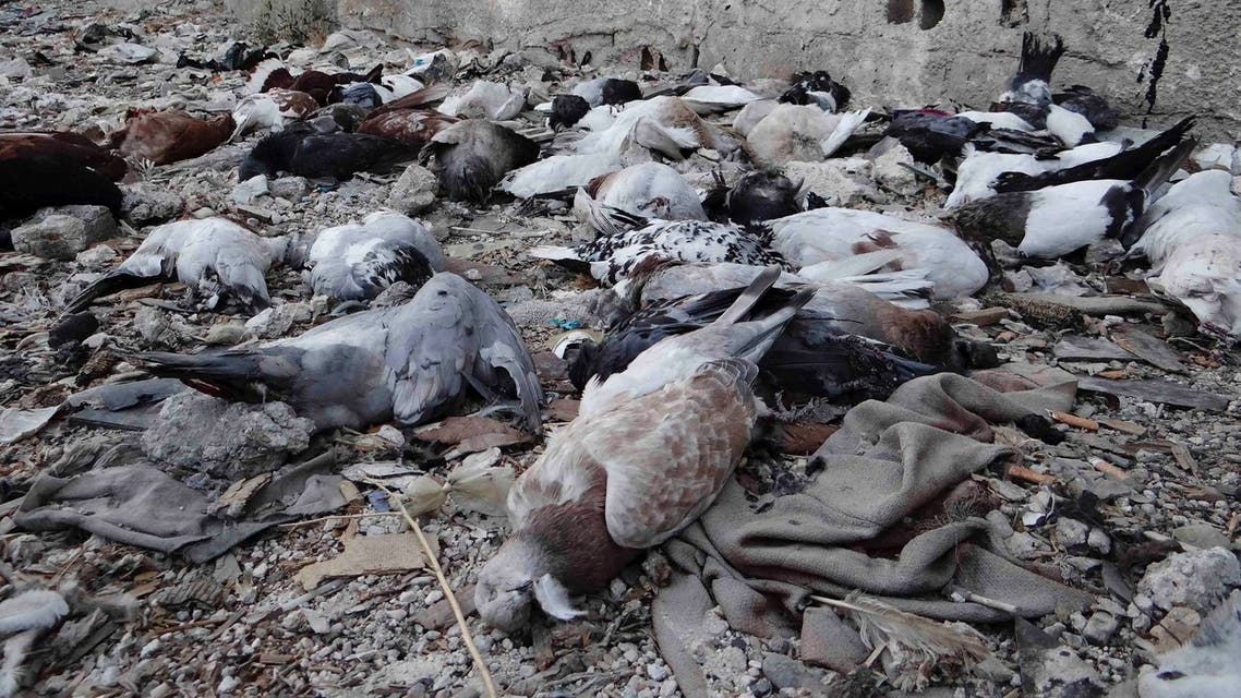 pigeons