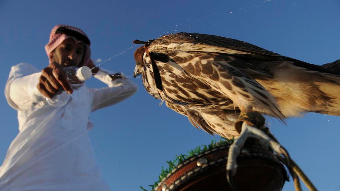 Falconry in Saudi Arabia