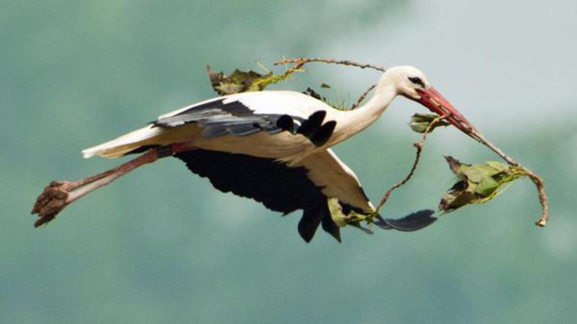 Stork