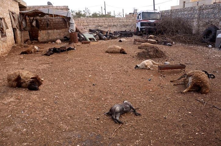 Dead animals pictured in Syria, opposition forces say they died from exposure to a chemical agent (File photo: Reuters)